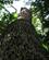 792 Traestamme Med Pigge Rincon De La Vieja National Park Costa Rica Anne Vibeke Rejser PICT0043