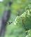 830 Kolibri Suger Nektar Tamarindo Beach Costa Rica Anne Vibeke Rejser PICT0639