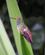 325 Kolibri Tamarindo Beach Costa Rica Anne Vibeke Rejser PICT0202
