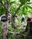 240 Op I Regnskoven El Yunque Baracoas Cuba Anne Vibeke Rejser IMG 0405