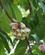 254 Eksotiske Frugter Humboldt National Park Cuba Anne Vibeke Rejser DSC04437