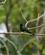 274 Kolibri Humboldt National Park Cuba Anne Vibeke Rejser DSC04494