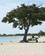 475 Et Skyggefuldt Trae Playa Ancon Cuba Anne Vibeke Rejser DSC04509