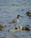 476 Willet Playa Ancon Cuba Anne Vibeke Rejser DSC04525