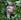 300 Hvidhovet Kapucinerabe Amazonas Ecuador Anne Vibeke Rejser DSC06391