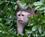 300 Hvidhovet Kapucinerabe Amazonas Ecuador Anne Vibeke Rejser DSC06391