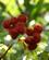 331 Achiote Frugter Amazonas Ecuador Anne Vibeke Rejser DSC06183