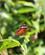334 Sommerfugl Den Brune Paafugl Amazonas Ecuador Anne Vibeke Rejser DSC06076