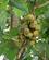 357 Chupa Chupa Frugt Amazonas Ecuador Anne Vibeke Rejser DSC06181