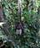 360 Gennem Taet Regnskov Amazonas Ecuador Anne Vibeke Rejser DSC06238