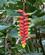 362 Jungleplanten Haengende Hummerklo Amazonas Ecuador Anne Vibeke Rejserdsc06268