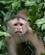 377 Hvidhovet Kapucinerabe Vil Beskytte Sin Familie Amazonas Ecuador Anne Vibeke Rejser DSC06388