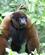 378 Brun Pelsabe Kommer Til Undsaetning Amazonas Ecuador Anne Vibeke Rejser DSC06401