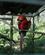 383 Roed Ara Amazoonico Amazonas Ecuador Anne Vibeke Rejser IMG 1732