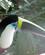 385 Tukan Amazoonico Amazonas Ecuador Anne Vibeke Rejserimg 1739