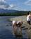 392 Kan Vi Mon Finde Noget Amazonas Ecuador Anne Vibeke Rejser DSC06528