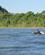 394 I Stille Vand Ned Ad Floden Amazonas Ecuador Anne Vibeke Rejser DSC06542