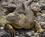 401 Leguan Isla Plaza Sur Galapagos Ecuador Anne Vibeke Rejser DSC06798