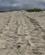 426 Spor Efter Aeglaeggende Skildpadde Playa Las Bachas Santa Cruz Galapagos Ecuador Anne Vibeke Rejser DSC06634