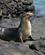 440 Soeloeve Paa Isla Plaza Sur Galapagos Ecuador Anne Vibeke Rejser DSC06889