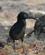 451 Galapagoshejre Isla Plaza Sur Galapagos Ecuador Anne Vibeke Rejser DSC06841