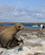 459 Tilbage Mod Skibet Isla Plaza Sur Galapagos Ecuador Anne Vibeke Rejser DSC06857