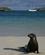 462 Soeloeve Paa Stranden Isla Santa Fe Galapagos Ecuador Anne Vibeke Rejser DSC06938