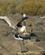 481 Albatros Tager Tilloeb Til At Flyve Isla Espanola Galapagos Ecuador Anne Vibeke Rejser DSC07214
