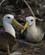 484 Albatrosser Hilser Paa Hinanden Isla Espanola Galapagos Ecuador Anne Vibeke Rejser DSC07239