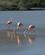 491 Flamingoer Fouragerer I Soeen Isla Floreana Galapagos Ecuador Anne Vibeke Rejser DSC07267