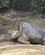 546 Lonesome George Som Døde I 2009 Darwin Instituttet Paa Isla Santa Cruz Galapagos Ecuador Anne Vibeke Rejser DSC07410