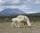 300 Alpacaer Pampa Canahuas Altiplano Peru Anne Vibeke Rejser DSC02734
