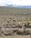 303 Vikunjaer Er Perus Nationaldyr Pampa Canahuas Altiplano Peru Anne Vibeke Rejser DSC02719