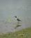 322 Blandt Fuglene Ses Gulbenet Klire Salina Blanco Pampa Canahuas Altiplano Peru Anne Vibeke Rejser DSC02761