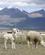 325 Alpacaer Pampa Canahuas Altiplano Peru Anne Vibeke Rejser DSC02732