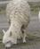 326 Alpacaer Finder Naering I Det Sparsomme Graes Pampa Canahuas Altiplano Peru Anne Vibeke Rejser DSC02745