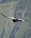430 Kondoren Glider Lydloest Taet Over Os Colca Canyon Peru Anne Vibeke Rejser DSC02841