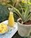 Portugal Azorerne Sao Miguel Ananas A Arruda Foto Anne Vibeke Rejser 2023 (8)