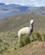 510 Alpaca Paa Altiplano Pampa Canahuas Altiplano Peru Anne Vibeke Rejser DSC02939