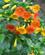 1122 Vilde Blomster Aguas Calientes Peru Anne Vibeke Rejser IMG 7946