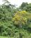 1424 Blomstrende Trae I Regnskoven Rio Tambopata Amazonas Peru Anne Vibeke Rejser DSC03580