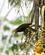 1491 Roedbrun Vaeverfugl Refugio Amazonas Peru Anne Vibeke Rejser DSC03390
