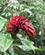 1507 Blomst I Skoven Refugio Amazonas Peru Anne Vibeke Rejser IMG 8332