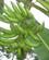 1549 Koge Stege Bananer Refugio Amazonas Peru Anne Vibeke Rejser IMG 8414