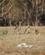 410 Kaenguruer I Woodland Historic Park Melbourne Australien Anne Vibeke Rejser DSC04226