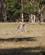 412 Naar Kaenguruer Slaas Bokser De Woodland Historic Park Melbourne Australien Anne Vibeke Rejser DSC04231