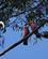 422 Galah Papegoejer (Rosa Kakadue) Woodland Historic Park Melbourne Australien Anne Vibeke Rejser DSC04270
