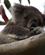 612 Koalaer Sover Det Meste Af Tiden Great Ocean Road Australien Anne Vibeke Rejser DSC04396