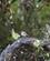 732 Blandt Fuglene Ses Rubin Fuglekonge Cradle Mountain Tasmanien Australien Anne Vibeke Rejser DSC04508