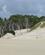 804 Snart Bliver Skoven Kvalt I Sand Henty Sand Dunes Tasmanien Australien Anne Vibeke Rejser IMG 5801